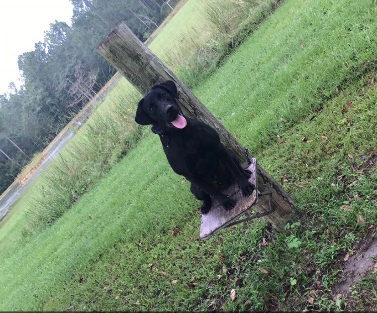 Sage/Choctaw Litter Massbach Kennels